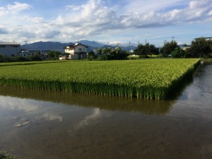 母屋敷地と隣接の「田」　この地域は「米」「麦」と二毛作をしているそうです 長野市川中島町御厨 売り農地付本格和式農家住宅 スターマン®おススメ スターハウジング®にて売却のご相談・ご依頼を頂戴している不動産